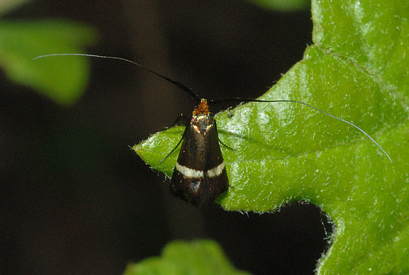 Adelidae da confermare - Adela australis